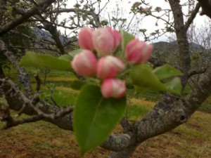 Flor de un manzano