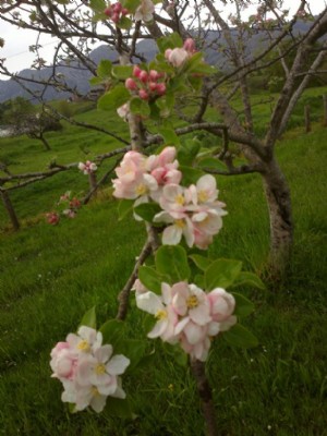 Manzano en flor
