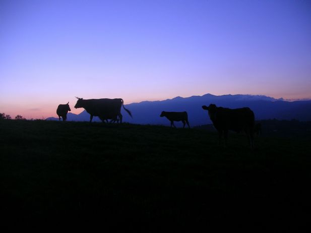 Vacas y terneros de Asturias en los pastos de montaa