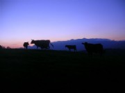 Vacas y terneros de Asturias en los pastos de montaña