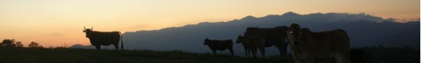 Vacas y terneros pastando en la Sierra del Sueve y con Picos de Europa al fondo al atardecer